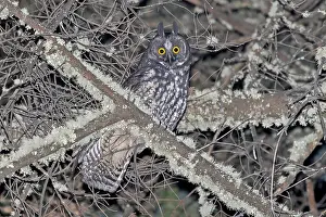 Images Dated 3rd April 2023: Stygian Owl, Asio stygius
