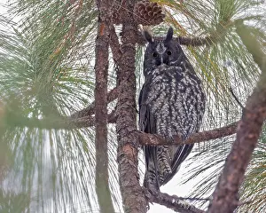 Stygian Owl, Asio stygius