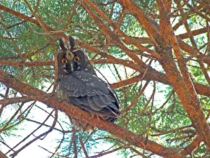 Mexico Prints: Stygian owl, Asio stygius