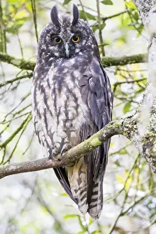 Colombian Prints: Stygian Owl, Asio stygius
