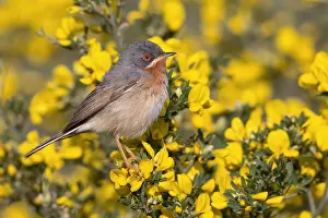 Sylviidae Prints: Subalpine Warbler