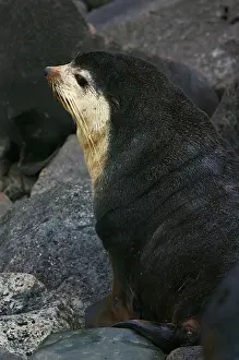 Images Dated 26th March 2006: Subantarctische Pelsrob, Subantarctic Fur Seal, Arctocephalus tr