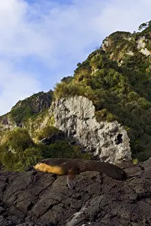 Images Dated 26th March 2006: Subantarctische Pelsrob, Subantarctic Fur Seal, Arctocephalus tr