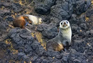 Images Dated 26th March 2006: Subantarctische Pelsrob, Subantarctic Fur Seal, Arctocephalus tr