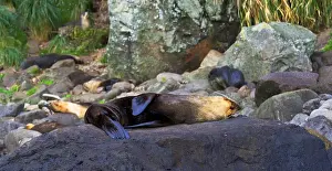 Images Dated 26th March 2006: Subantarctische Pelsrob, Subantarctic Fur Seal, Arctocephalus tr