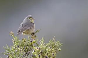 2018 Prints: Sulphur-bellied Warbler, Phylloscopus griseolus