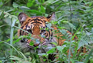 Images Dated 14th June 2014: Sumatraanse Tijger, Sumatran Tiger, Panthera tigris sumatrae