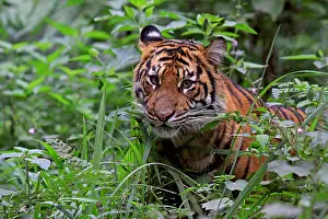 Images Dated 14th June 2014: Sumatraanse Tijger, Sumatran Tiger, Panthera tigris sumatrae