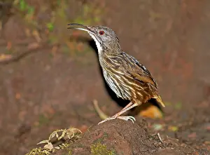 2014 Prints: Sumatran babbler, Pellorneum buettikoferi