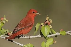 Images Dated 16th April 2018: Summer Tanager, Piranga rubra