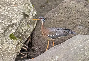 Images Dated 2nd April 2017: Sunbittern, Eurypyga helias