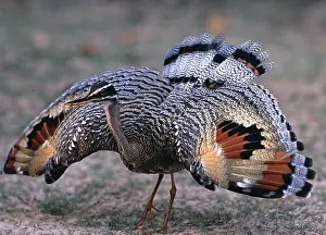 Images Dated 16th June 2014: Sunbittern wings out