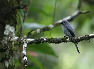 Drongo Prints: Sunda Drongo