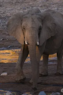 Culture Prints: Sunlight highlights an elephant walking in a dry river bed
