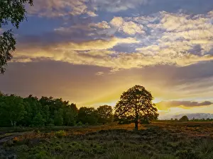 Images Dated 5th June 2020: Sunset Beech Ederheide