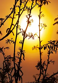 Almere Prints: Sunset in the Netherlands