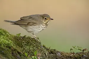 Images Dated 27th April 2018: Swainson's Thrush, Catharus ustulatus