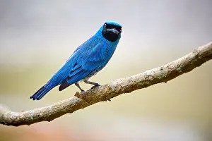 Beauty Prints: Swallow Tanager, Tersina viridis