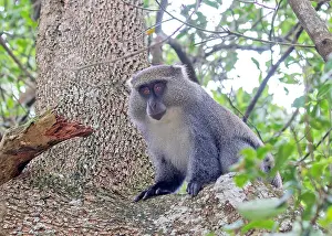 Images Dated 25th November 2016: Sykes monkey, Cercopithecus mitis albogularis