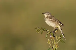 Images Dated 6th June 2014: Sykes Wagtail, Motacilla flava beema