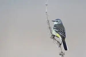 Adult Female Prints: Sykes's Gele Kwikstaart, Sykes's Yellow Wagtail, Motacilla flava beema