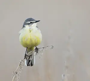 Adult Female Prints: Sykes's Gele Kwikstaart, Sykes's Yellow Wagtail, Motacilla flava beema