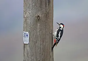 Dendrocopos Prints: Syrische Bonte Specht, Syrian Woodpecker, Dendrocopos syriacus