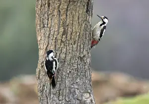 Dendrocopos Prints: Syrische Bonte Specht, Syrian Woodpecker, Dendrocopos syriacus