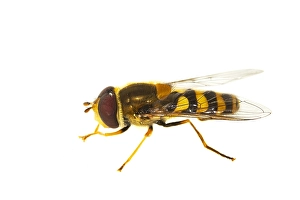 Images Dated 14th June 2020: Syrphus ribesii, Common hover-fly