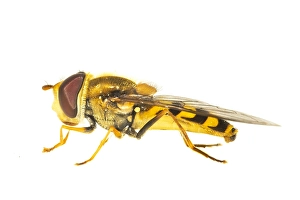 Images Dated 14th June 2020: Syrphus ribesii, Common hover-fly