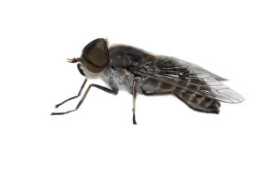 City Garden Prints: Tabanus maculicornis