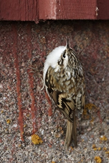 Images Dated 7th October 2010: Taigaboomkruiper, Eurasian Treecreeper, Certhia familiaris