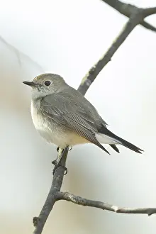 : Taigavliegenvanger, Taiga Flycatcher, Ficedula albicilla