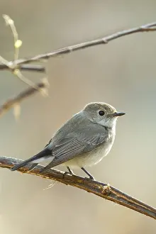 : Taigavliegenvanger, Taiga Flycatcher, Ficedula albicilla