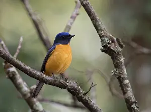 : Taiwan vivid niltava, Niltava vivida