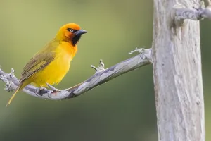 Images Dated 28th June 2021: in Tanzania