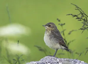 Images Dated 22nd June 2005: Tapuit, Northern Wheatear, Oenanthe oenanthe