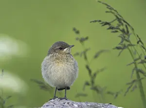 Images Dated 22nd June 2005: Tapuit, Northern Wheatear, Oenanthe oenanthe