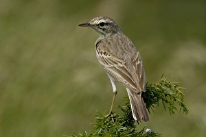 Images Dated 25th June 2007: Tawny Pipit, Duinpieper, Anthus campestris