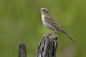 Images Dated 25th June 2007: Tawny Pipit, Duinpieper, Anthus campestris