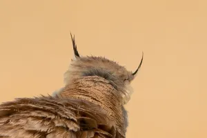 Images Dated 28th March 2018: Temminck's Lark