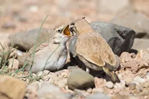 Images Dated 28th April 2018: Temminck's Lark