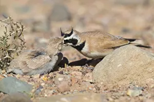 Images Dated 28th April 2018: Temminck's Lark