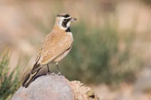 Images Dated 28th April 2018: Temminck's Lark
