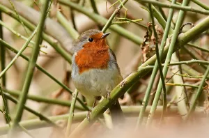 Images Dated 20th July 2020: Tenerife Robin is a recent split