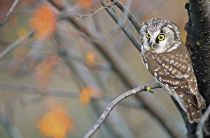 1995 Prints: Tengmalms Owl; Ruigpootuil; Aegolius funereus