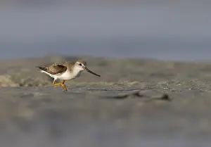 Images Dated 1st February 2013: Terekruiter, Terek Sandpiper, Xenus cinereus
