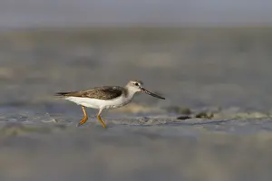 Images Dated 1st February 2013: Terekruiter, Terek Sandpiper, Xenus cinereus