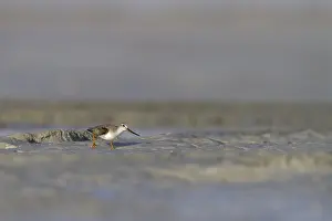 Images Dated 1st February 2013: Terekruiter, Terek Sandpiper, Xenus cinereus