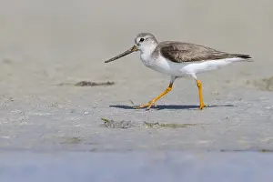2013 Prints: Terekruiter, Terek Sandpiper, Xenus cinereus